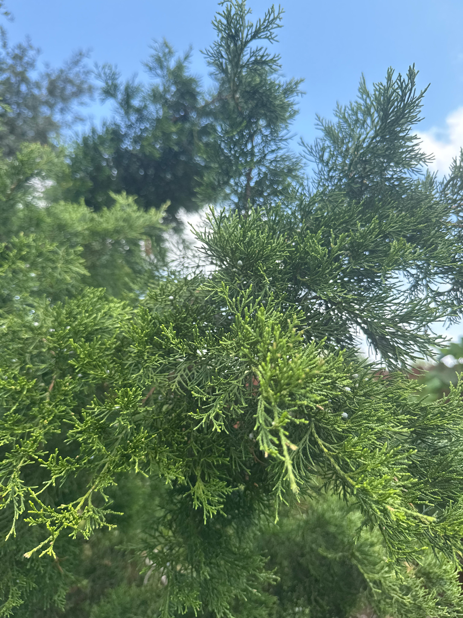 'Brodie' Juniper 30 Gallon - Large Columnar Specimen