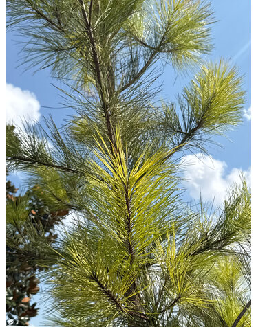 Pine 'Loblolly' 30G