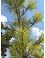 LOBLOLLY PINE TREE, 30 GALLON