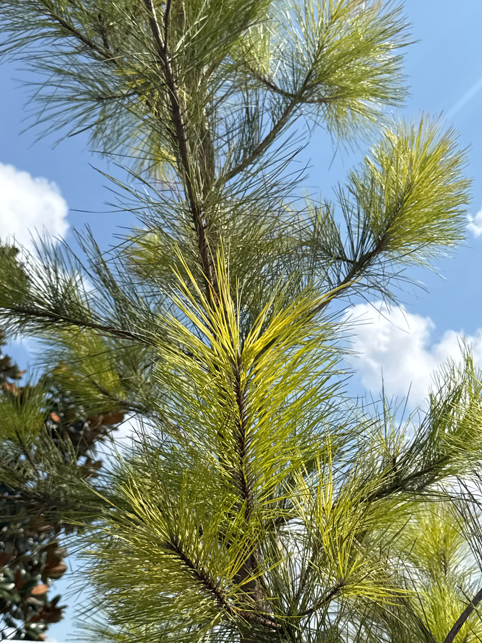 LOBLOLLY PINE TREE, 30 GALLON
