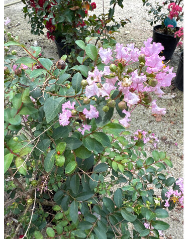 Crape Myrtle 'Cherry Delight' 3G