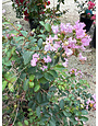 'Cherry Delight' Crape Myrtle 3 Gallon - Bright Cherry Blooms