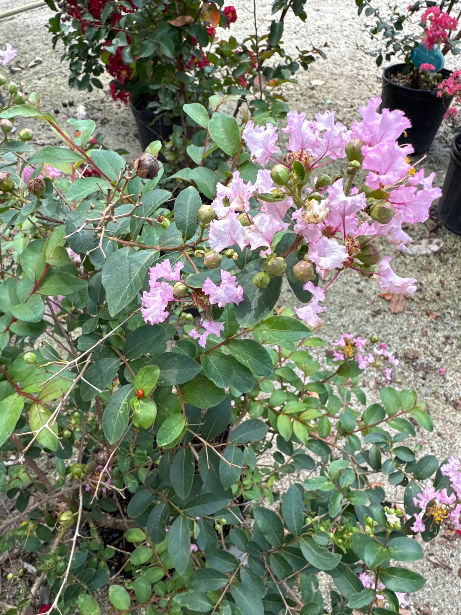 'Cherry Delight' Crape Myrtle 3 Gallon - Bright Cherry Blooms