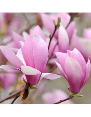 Magnolia Saucer 'Ann' 7G