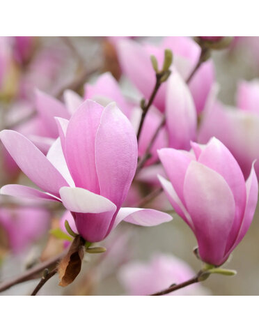 Magnolia Saucer 'Ann' 7G