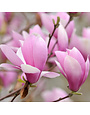 'ANN' SAUCER MAGNOLIA, 7 GALLON