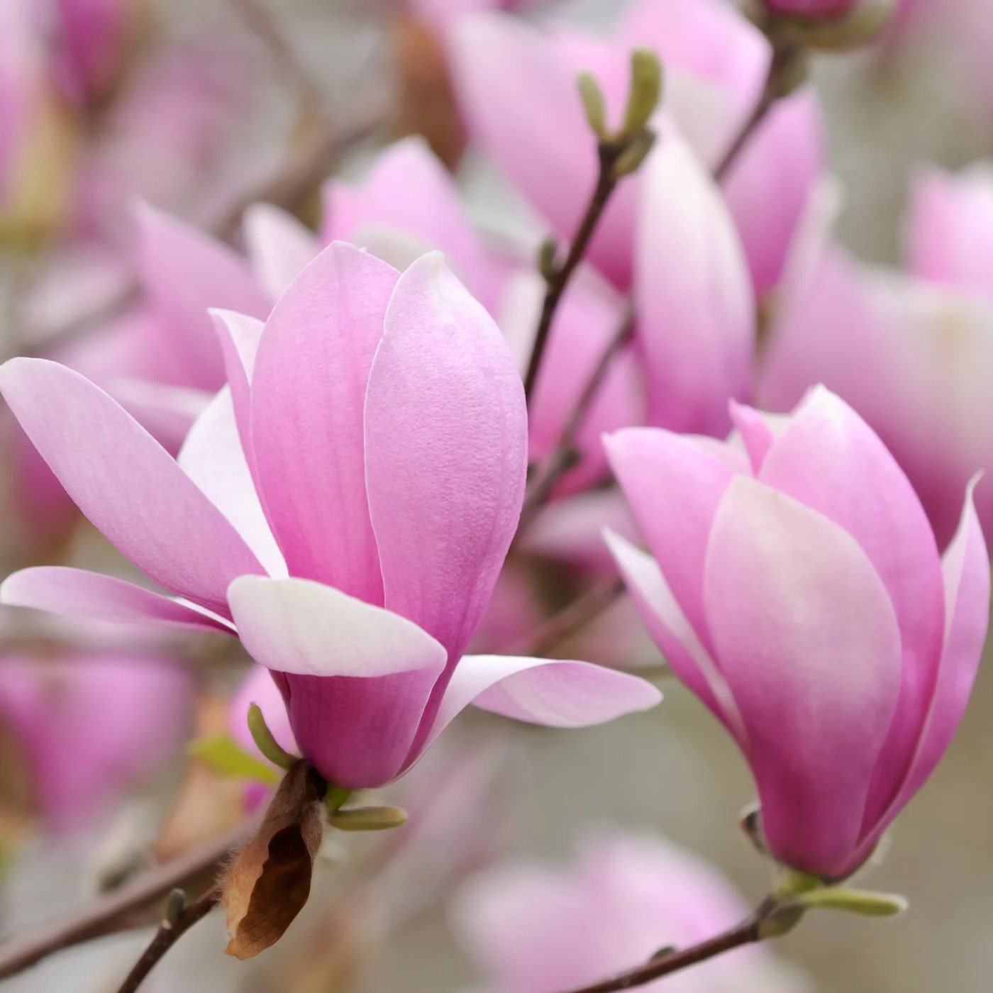 'Ann' Saucer Magnolia 7 Gallon - Purple-Pink Spring Blooms