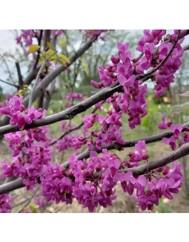 Red Bud 'Luscious Lavender' 15G
