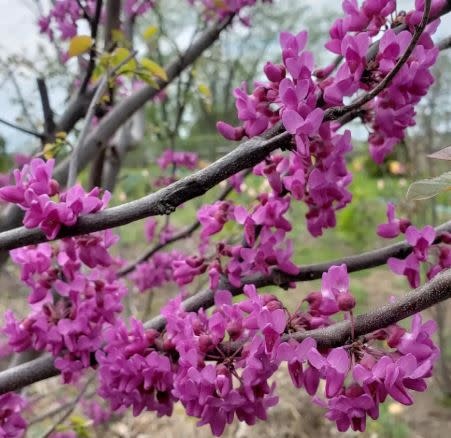 'Luscious Lavender' Redbud 15 Gallon - Lavender Spring Blooms