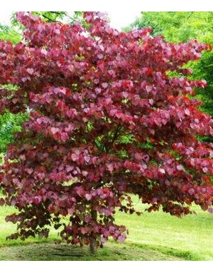 Red Bud 'Merlot' 15G
