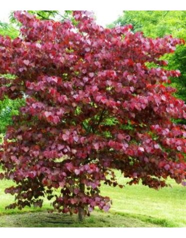 Red Bud 'Merlot' 15G