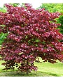 'Merlot' Redbud 15 Gallon - Deep Red-Purple Foliage