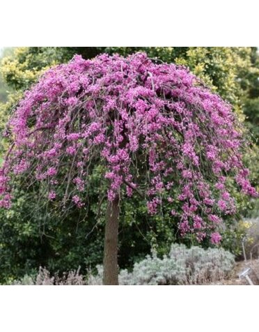 REDBUD TREE, 'WEEPING TRAVELLER', 15G