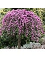 WEEPING TRAVELLER REDBUD TREE, 15 GALLON