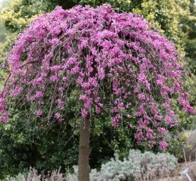 'Weeping Traveller' Redbud 15 Gallon - Graceful Weeping Form