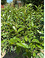 'Skinneriana' Banana Shrub 3 Gallon - Amazing Fragrant Beauty