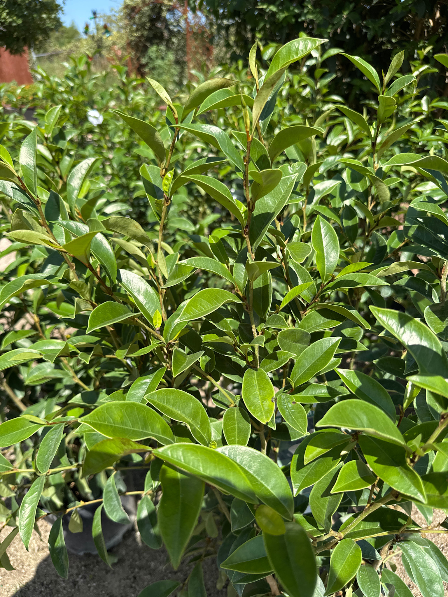 'Skinneriana' Banana Shrub 3 Gallon - Amazing Fragrant Beauty