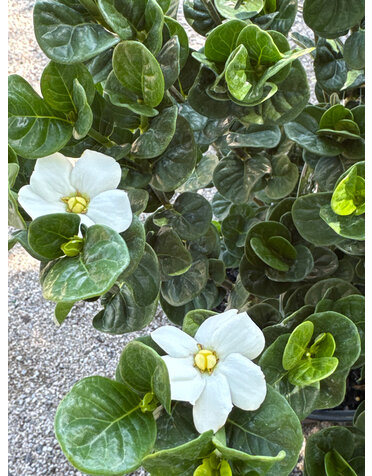 Gardenia 'Diamond Spire' 3G