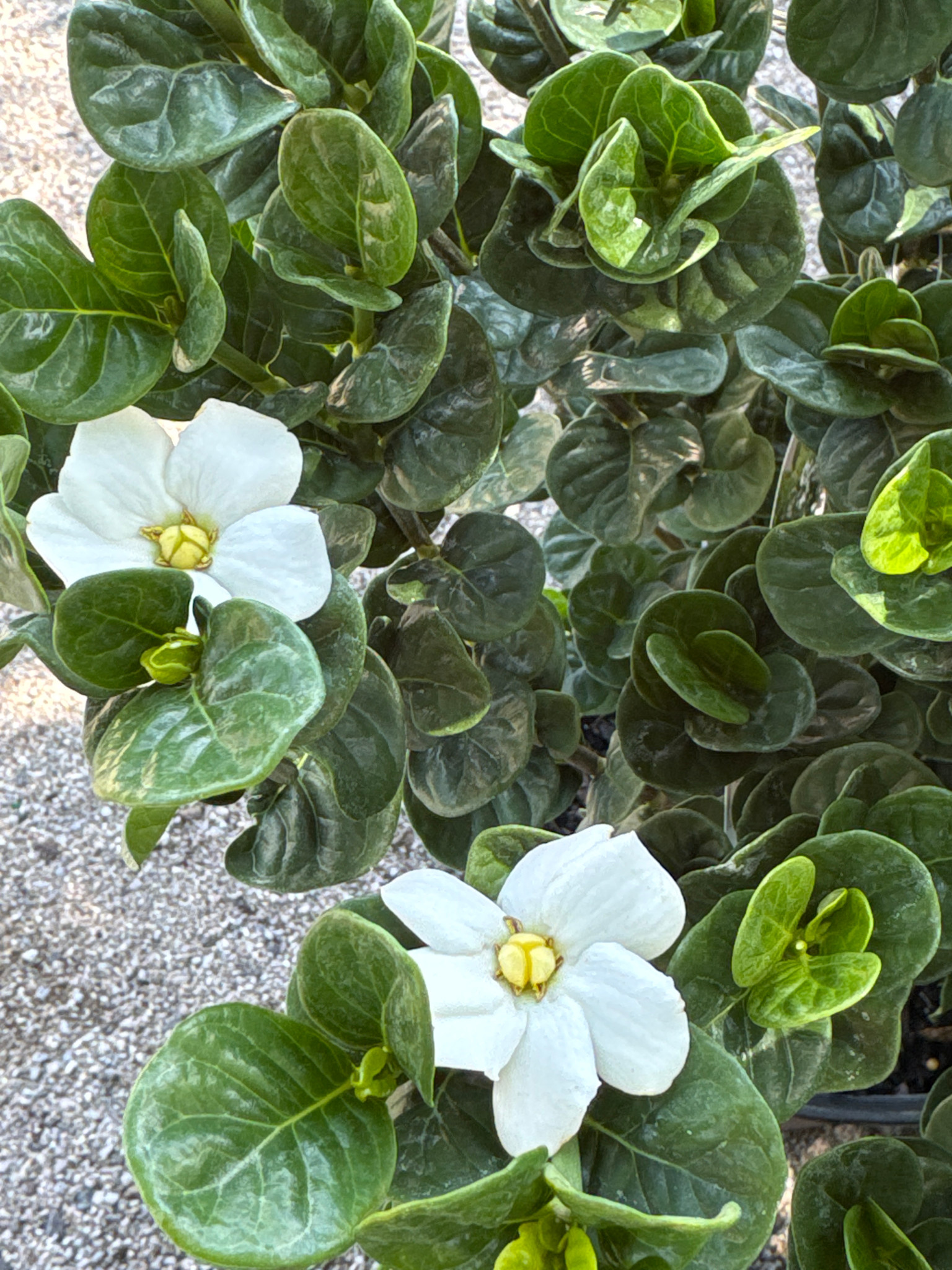 'Diamond Spire' Gardenia 3 Gallon - Upright Fragrant Beauty