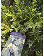 'SNOW GIRL' GARDENIA PLANT, 3 GALLON