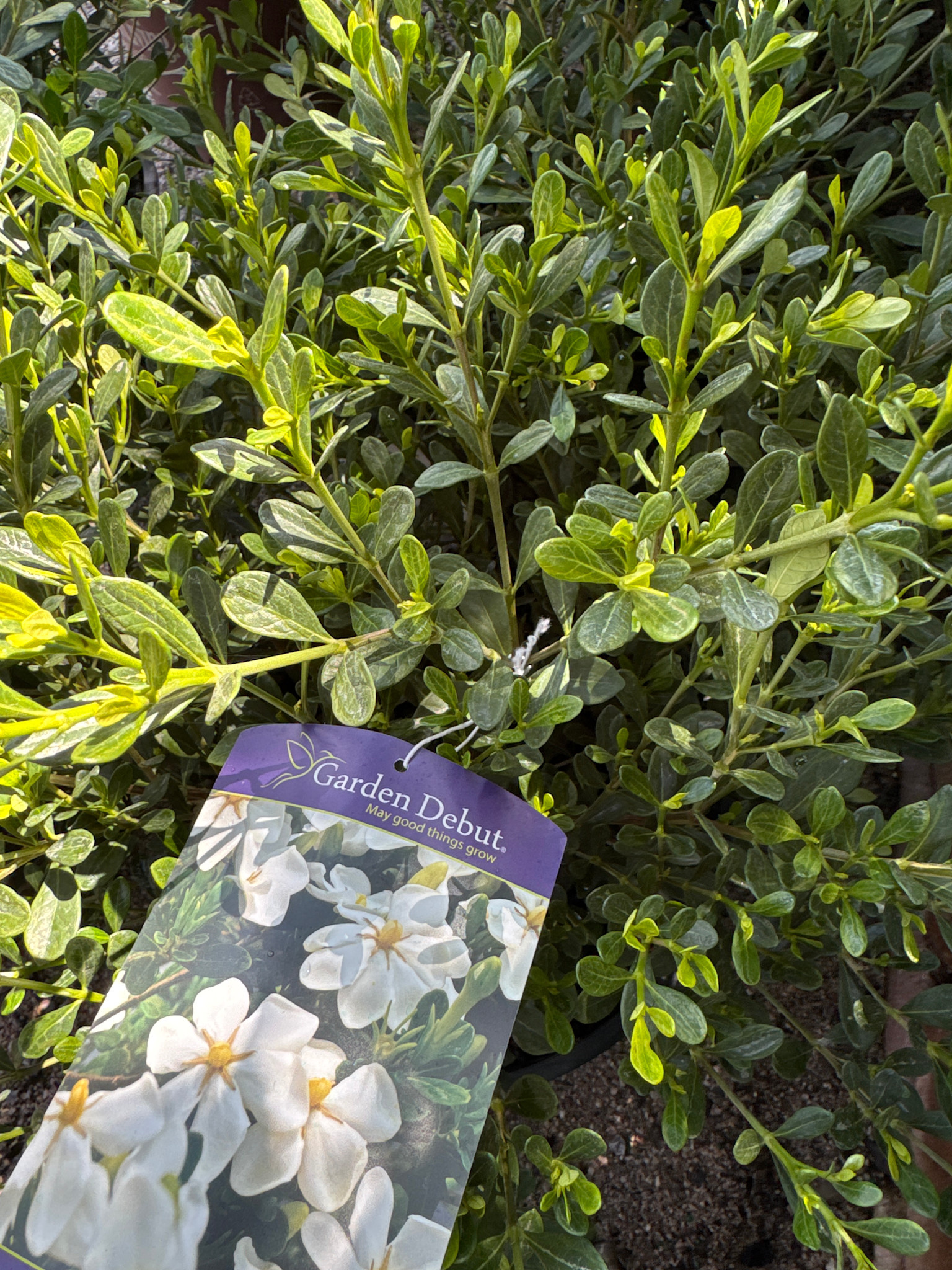 'SNOW GIRL' GARDENIA PLANT, 3 GALLON