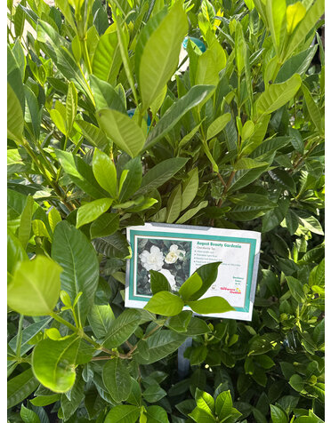 Gardenia 'August Beauty' 3G