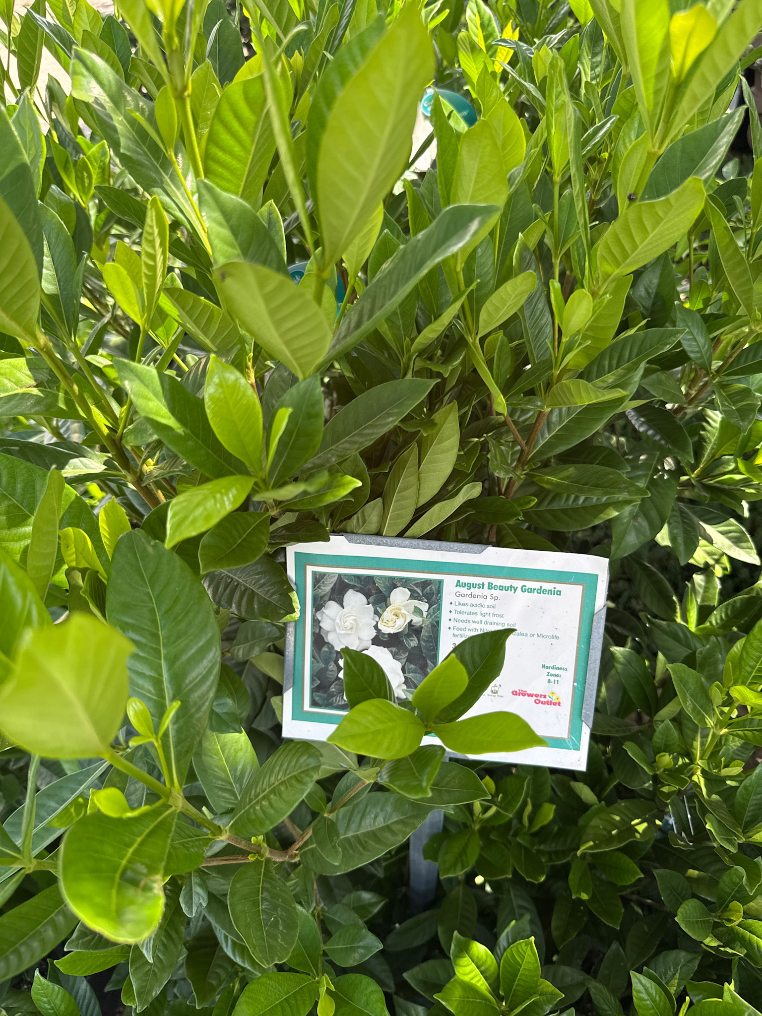 'August Beauty' Gardenia 3 Gallon - Fragrant White Blooms