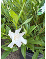 'FROSTPROOF' GARDENIA, 3 GALLON