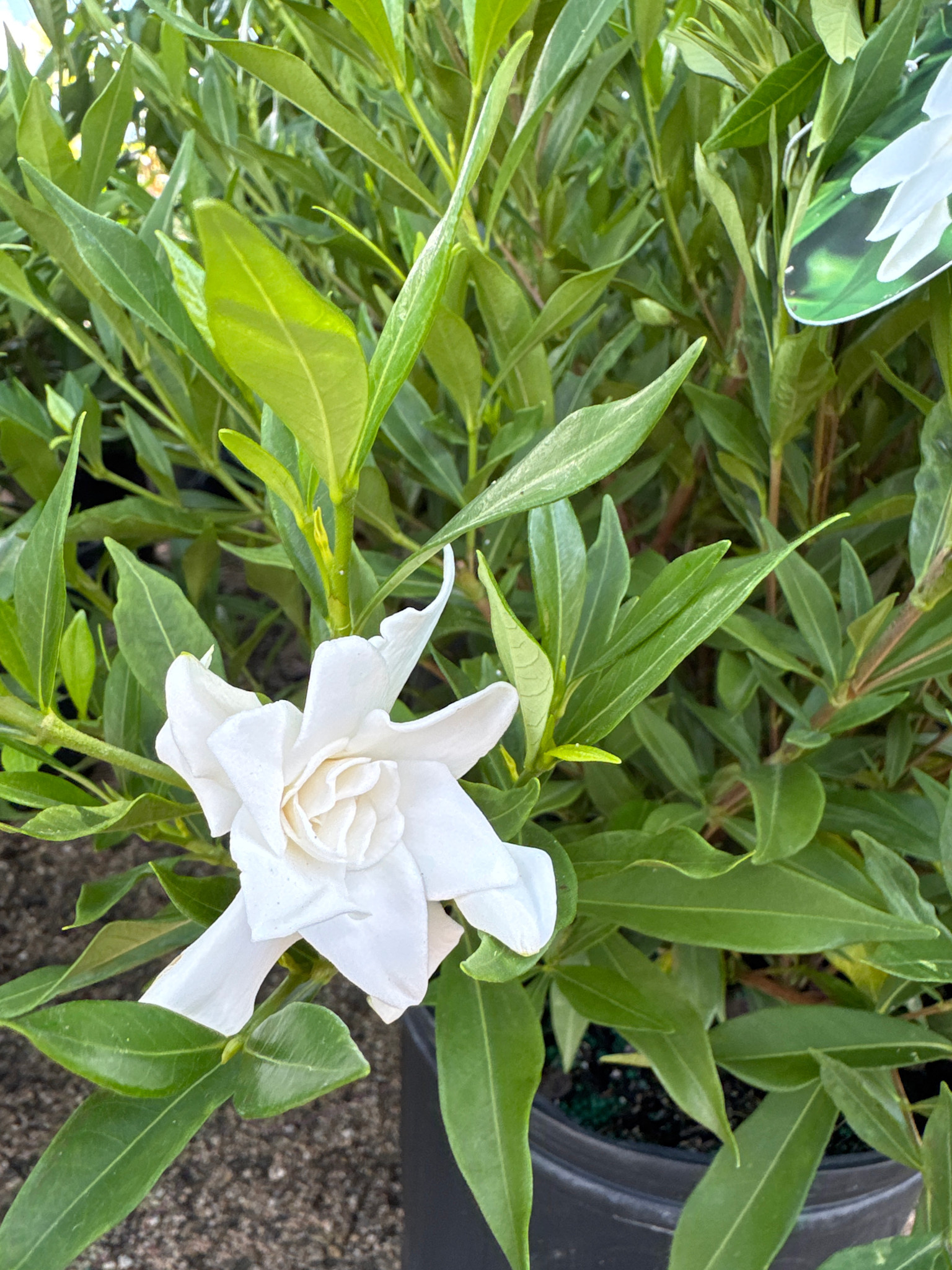 'FROSTPROOF' GARDENIA, 3 GALLON