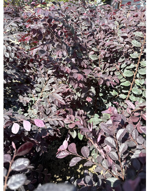 Loropetalum 'Cerise Charm' 3G