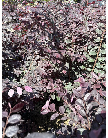 Loropetalum 'Cerise Charm' 3G