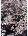 ‘CERISE CHARM’® LOROPETALUM, 3 GALLON