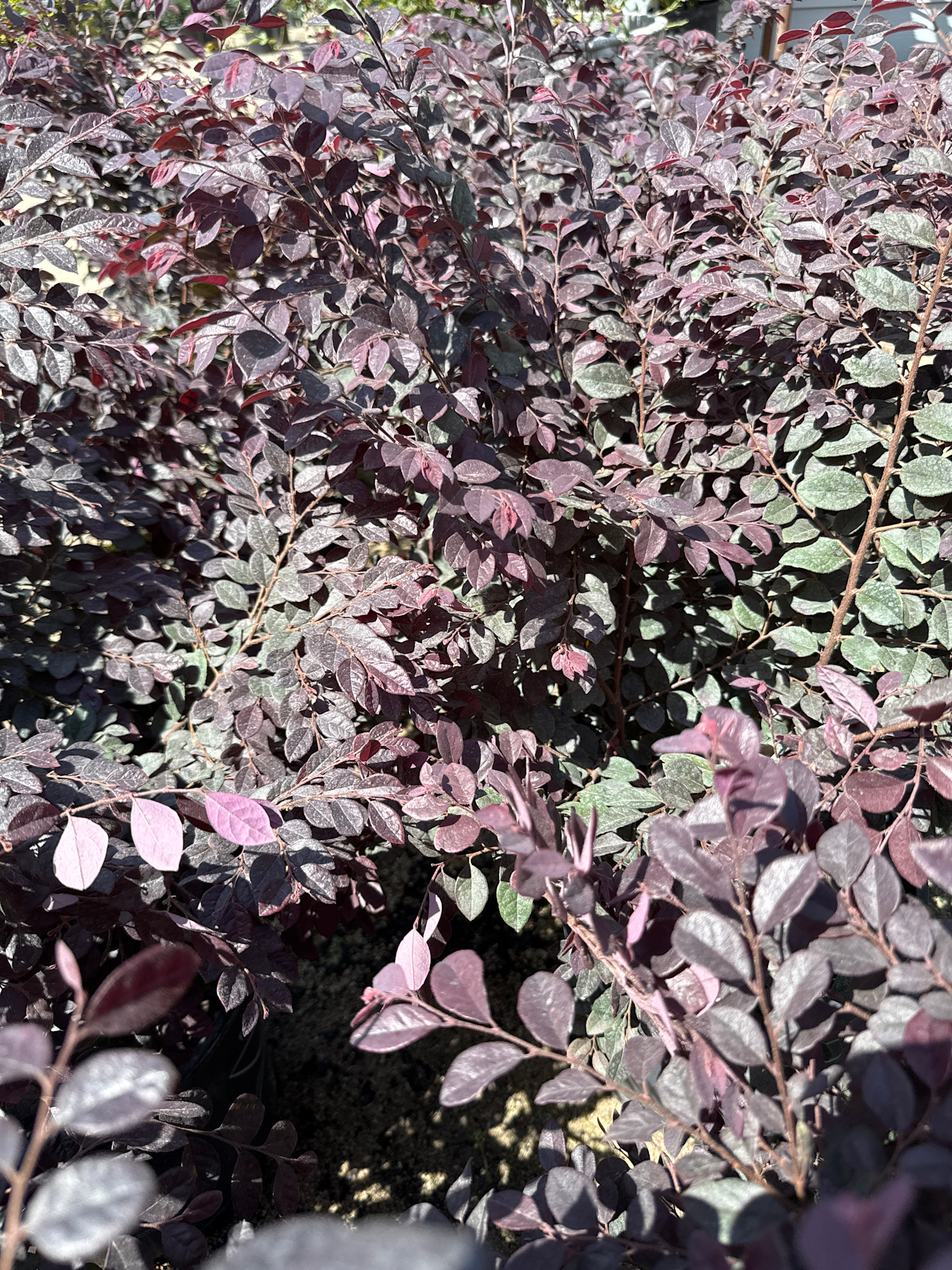 ‘CERISE CHARM’® LOROPETALUM, 3 GALLON