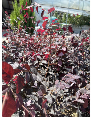 Loropetalum 'Cherry Blast' 3G
