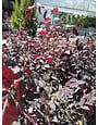 'CHERRY BLAST'™ LOROPETALUM, 3 GALLON