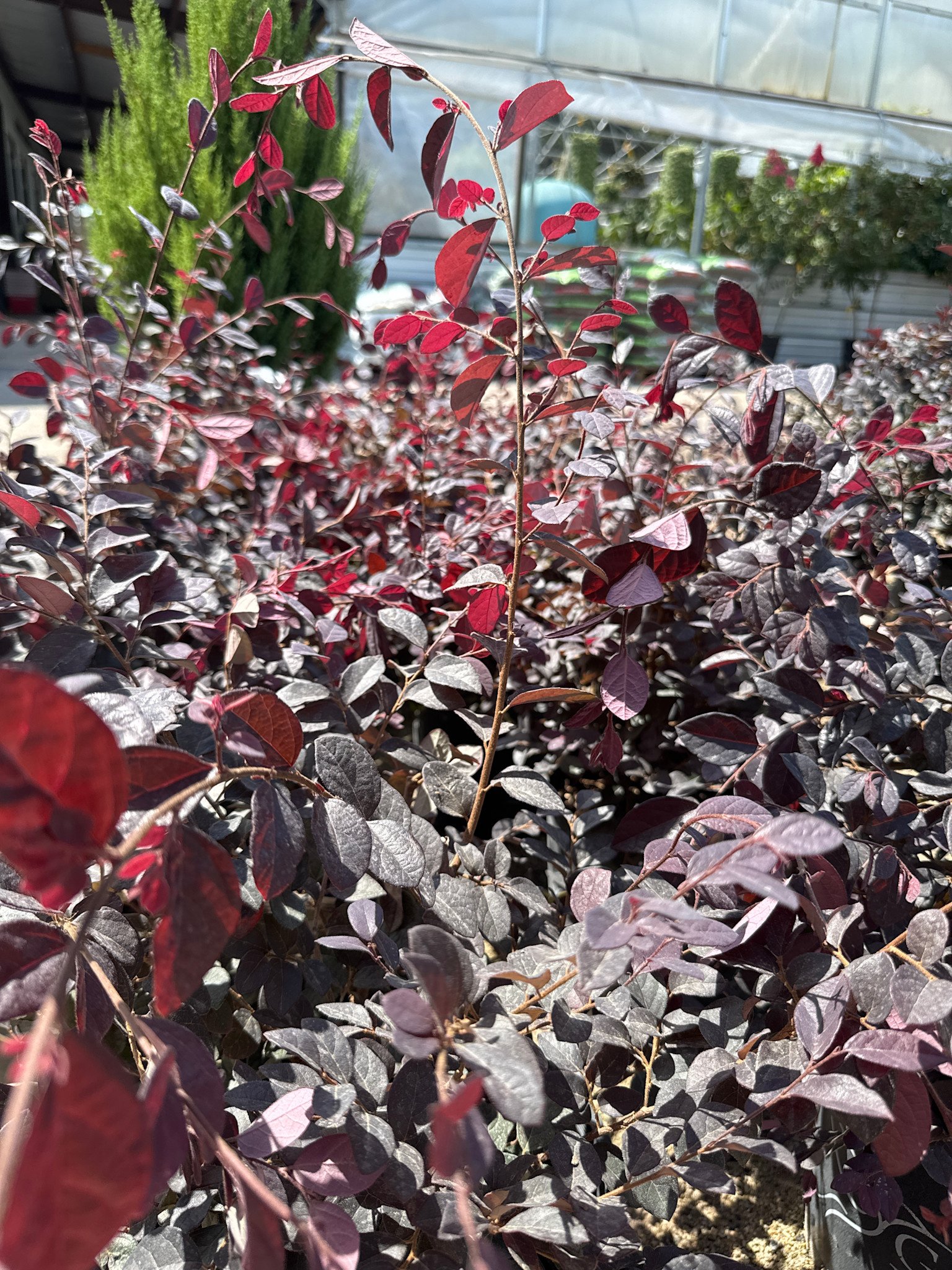 'CHERRY BLAST'™ LOROPETALUM, 3 GALLON
