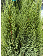 'Blue Point' Juniper 7 Gallon - Mature Narrow Evergreen