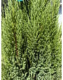 ‘BLUE POINT’ JUNIPER, 7 GALLON