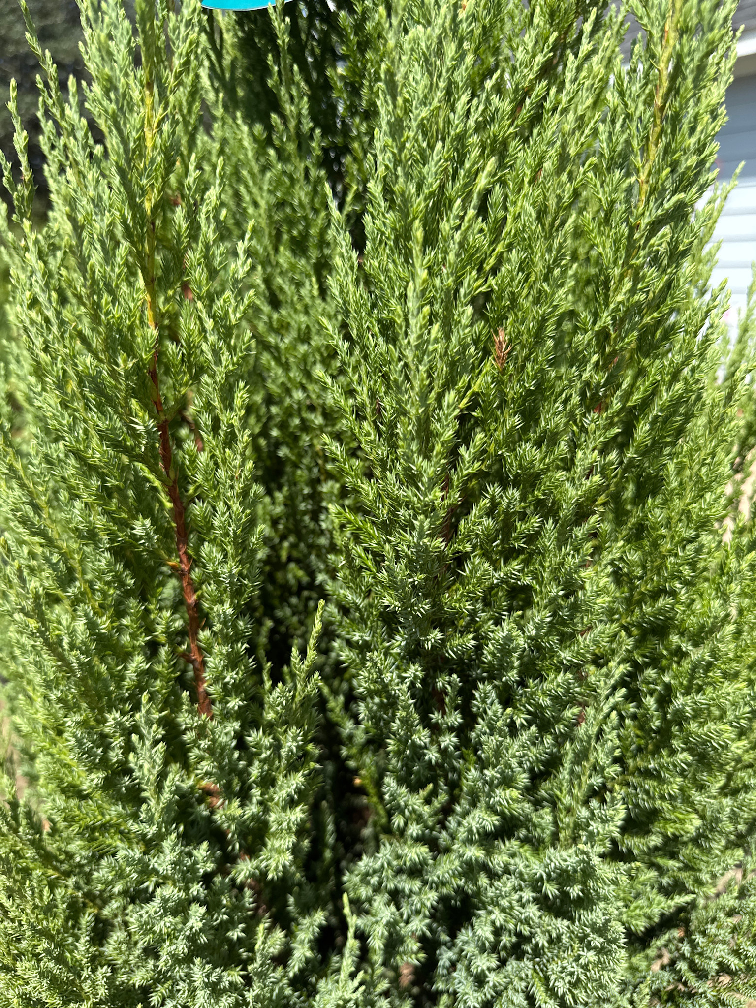 ‘BLUE POINT’ JUNIPER, 7 GALLON