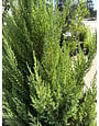 Blue Point Juniper 15 Gallon - Juniperus chinensis 'Blue Point'
