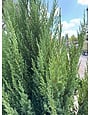 Blue Point Juniper 5 Gallon - Juniperus chinensis 'Blue Point'