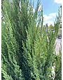 'BLUE POINT' JUNIPER, 5 GALLON