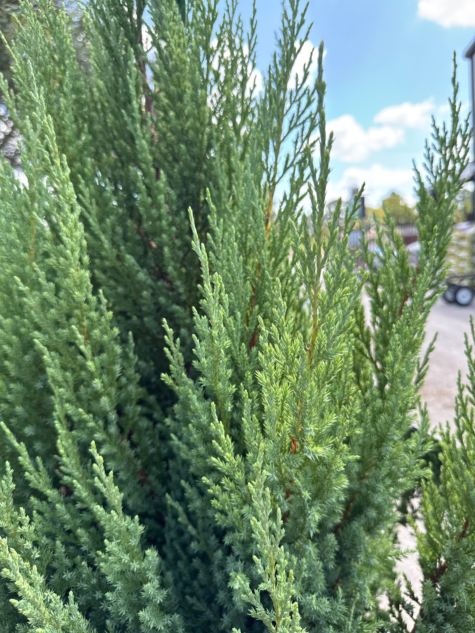 Blue Point Juniper 5 Gallon - Juniperus chinensis 'Blue Point'