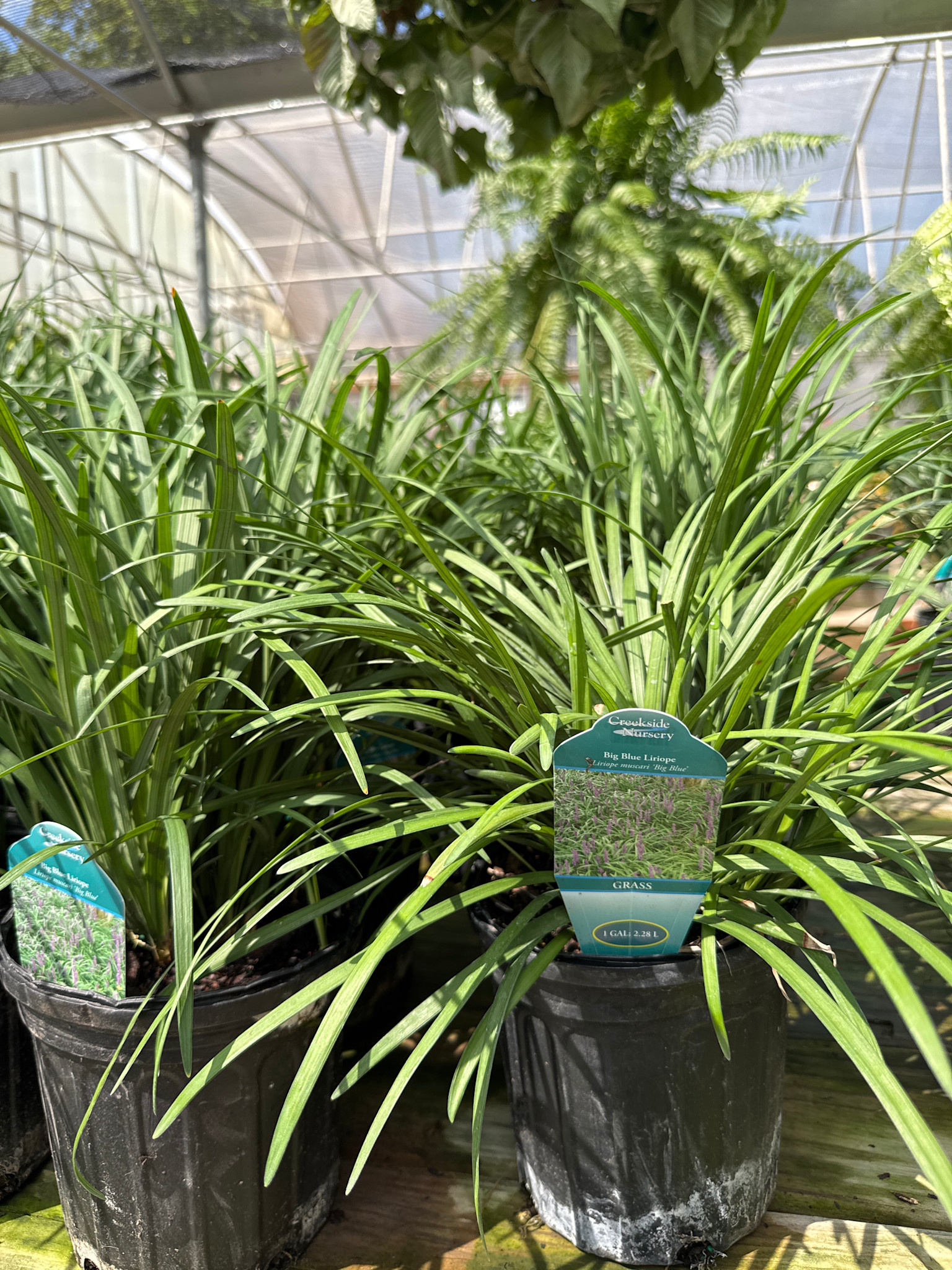 'Big Blue' Liriope 1 Gallon - Purple Flower Spikes
