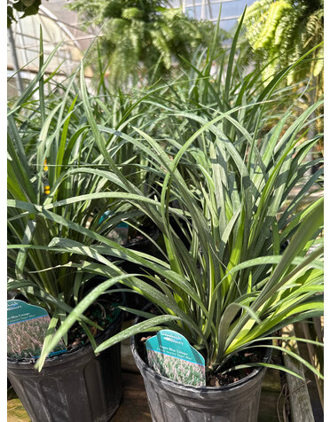 Liriope 'Super Blue' 1G