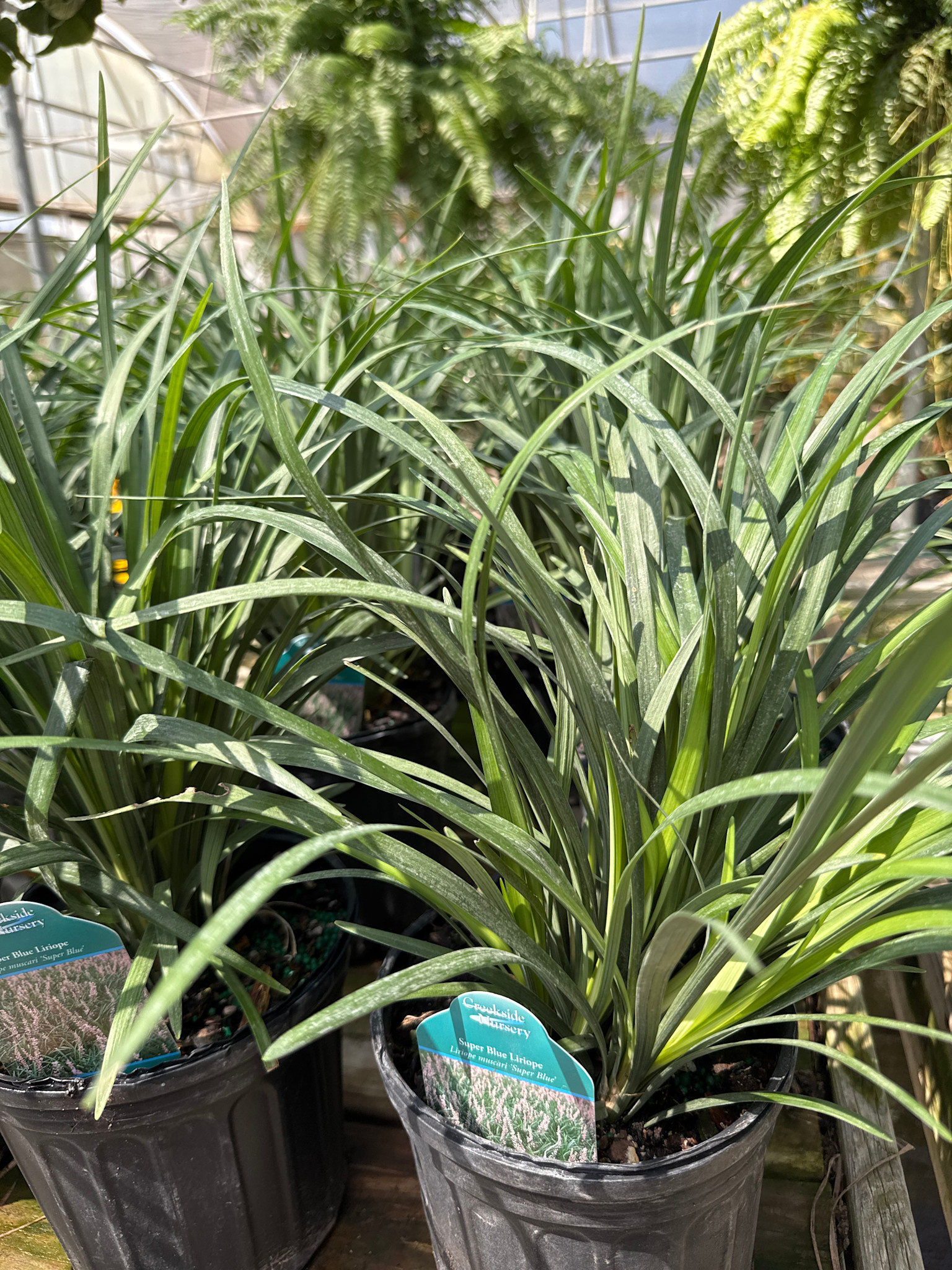 'SUPER BLUE' LIRIOPE PLANT, 1 GALLON