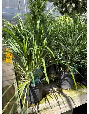 LIRIOPE, 'EMERALD GODDESS', 1G*