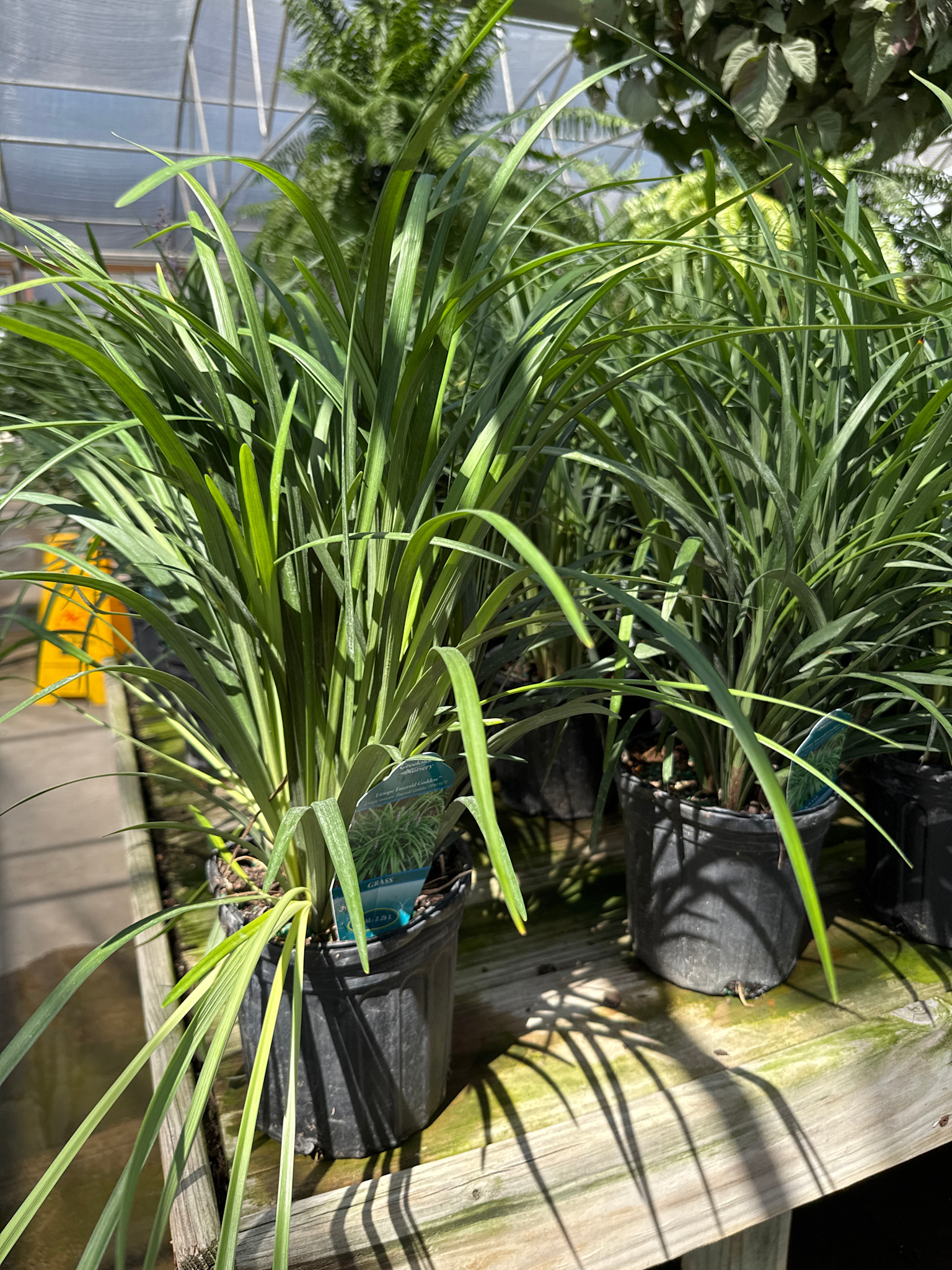 'EMERALD GODDESS' LIRIOPE PLANT, 1 GALLON