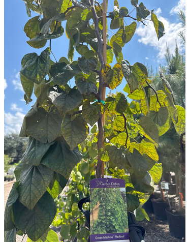 Red Bud 'Green Machine' 15G