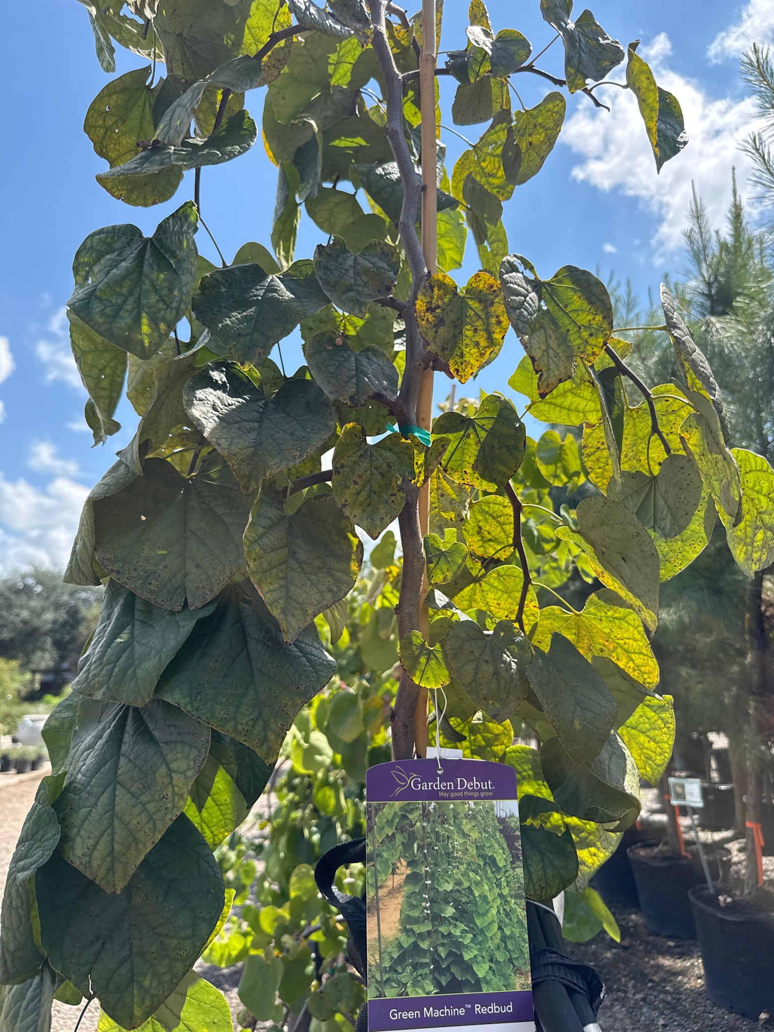 GREEN MACHINE REDBUD TREE, 15 GALLON